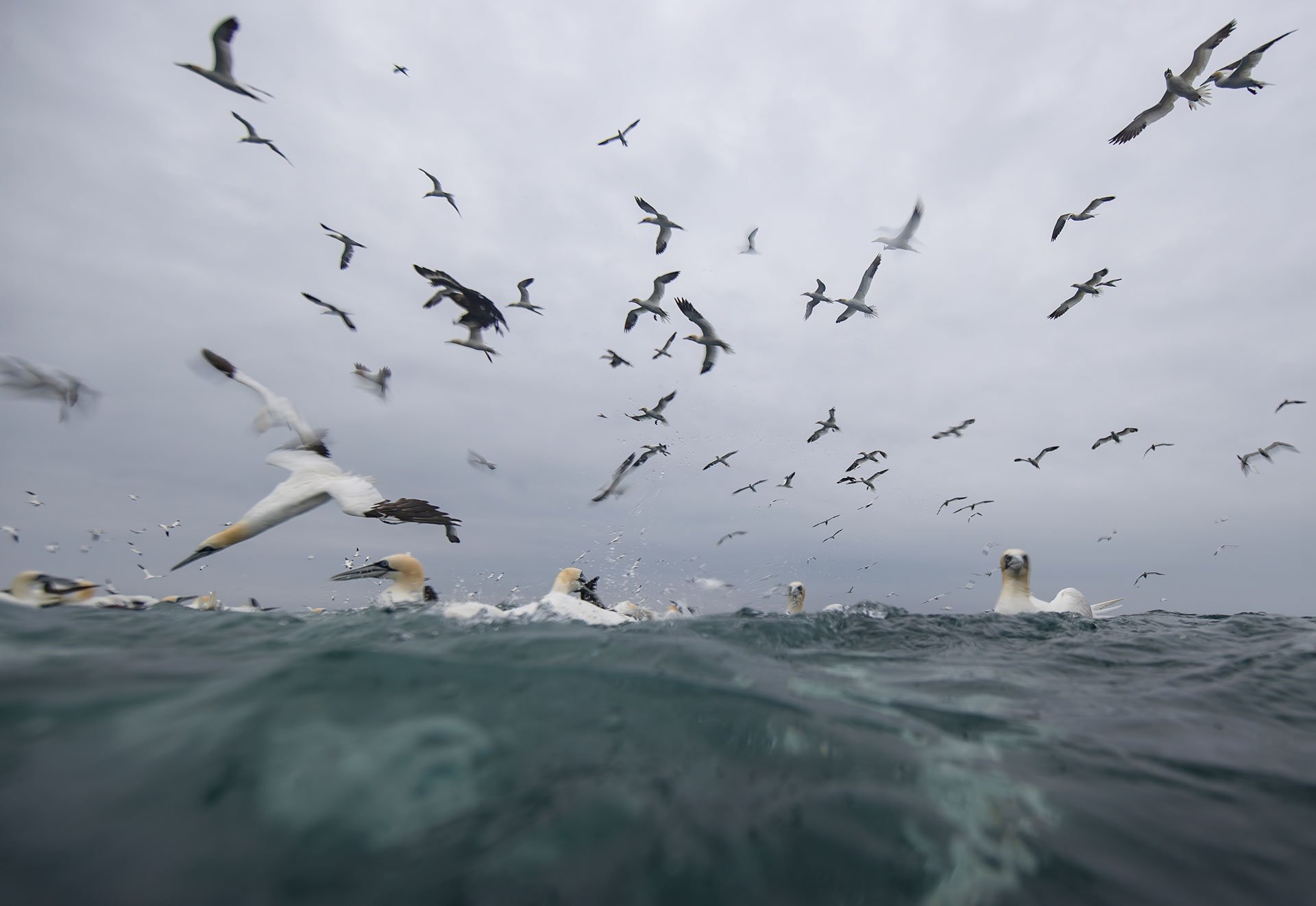 Northern gannet underwater